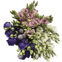 Productfoto van undefined
